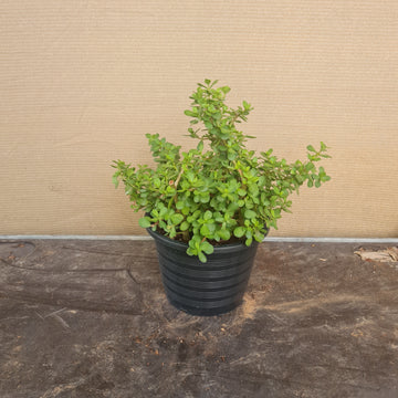 Jade plant